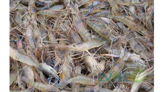 罗氏沼虾高温季节，江苏绿科生物教你如何度过？