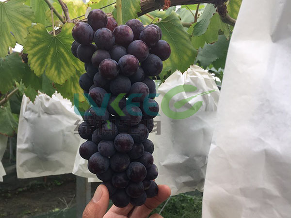 胶冻种植葡萄