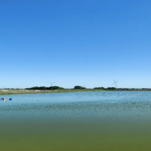 【案例分享】罗氏沼虾塘出现水浑、老绿水，该如何处理。